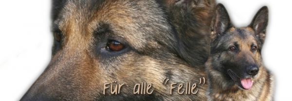 Spardose Deutscher Schäferhund